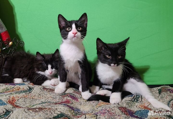 Котята в добрые руки