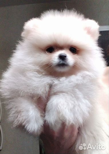 Померанский шпиц