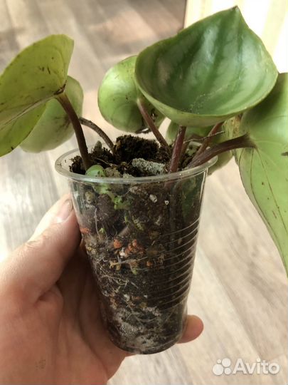 Пеперомия арбузная