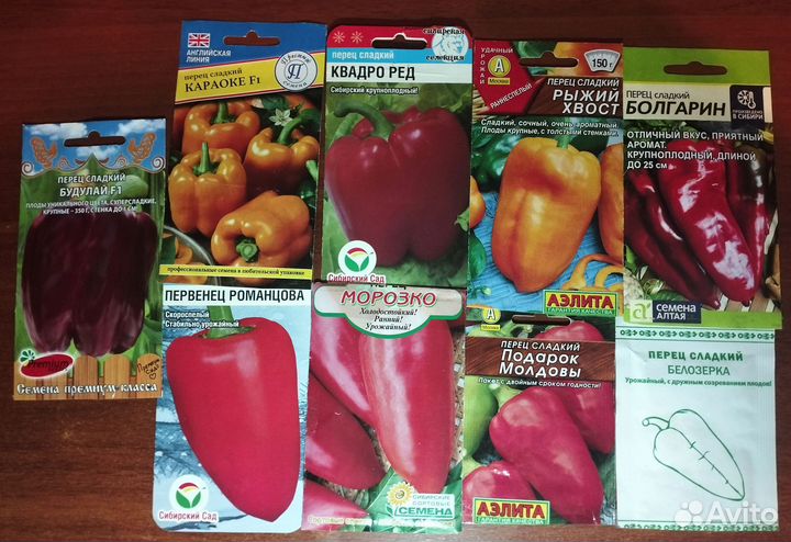 Рассада перца