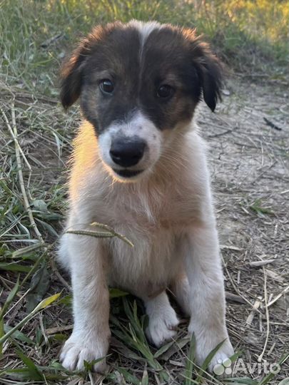 Собака в добрые руки щенок