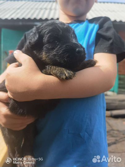 Щенки немецкой длинношерстной овчарки