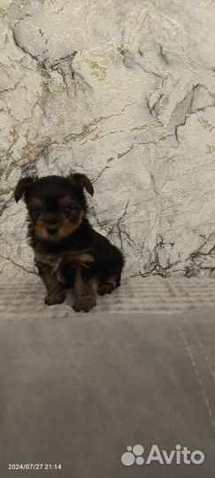 Щенок йоркширского терьера