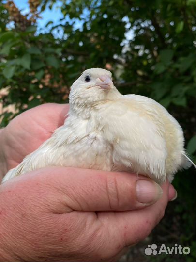 Мясо перепелов