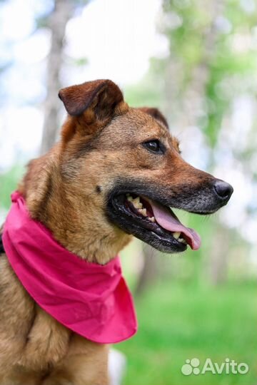 Небольшая ласковая собака Юла ищет дом