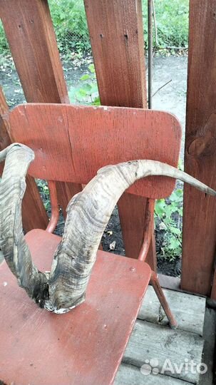 Рога горного козла