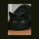 д. Голиково, 103