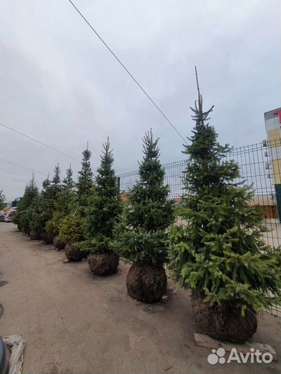 Елка Голубая. Ель голубая. Елку купить