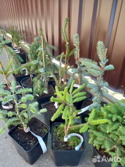 Ели и сосны Рыдал, Пендула