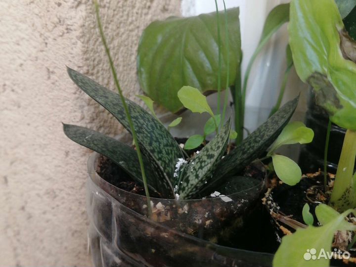 Цветы разные