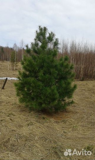 Сосна обыкновенная 7 м