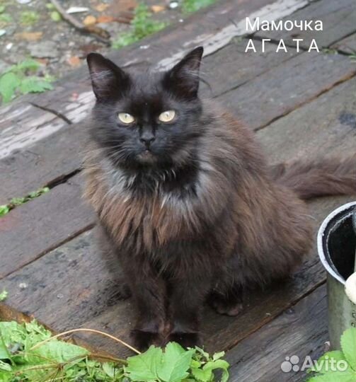 Котятки