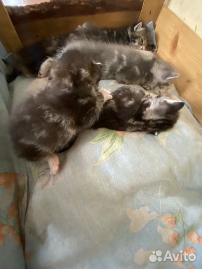 Отдам котят в хорошие руки