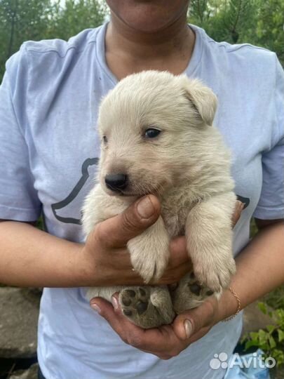 Щенок мальчик очень нуждается в доме