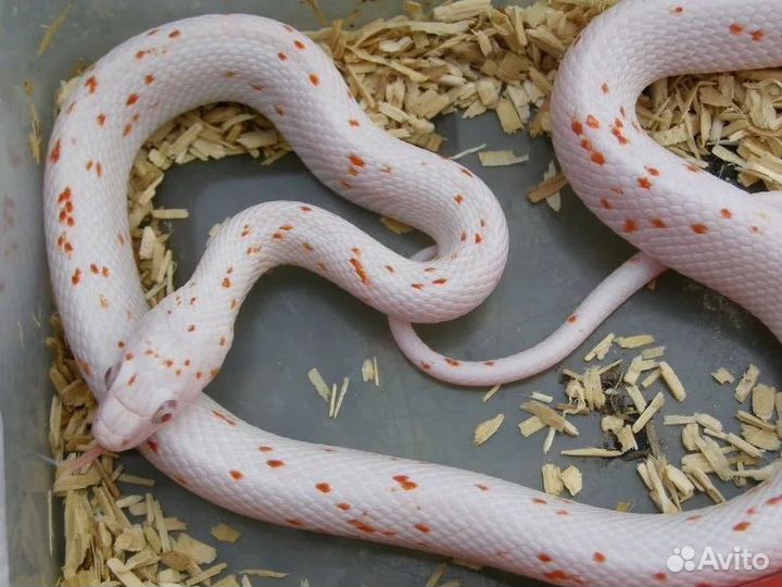 Маисовый полоз palmetto amel