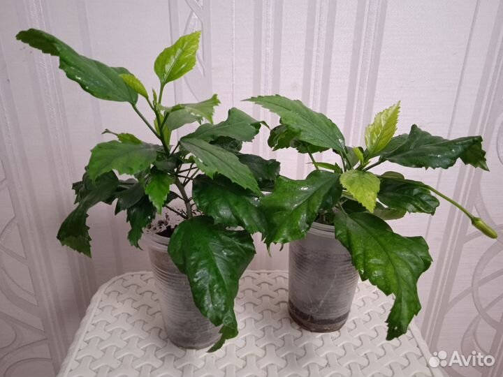 Гибискус Шизопеталус