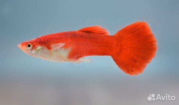 Гуппи Кремлёвские (самцы) (арт 5012)