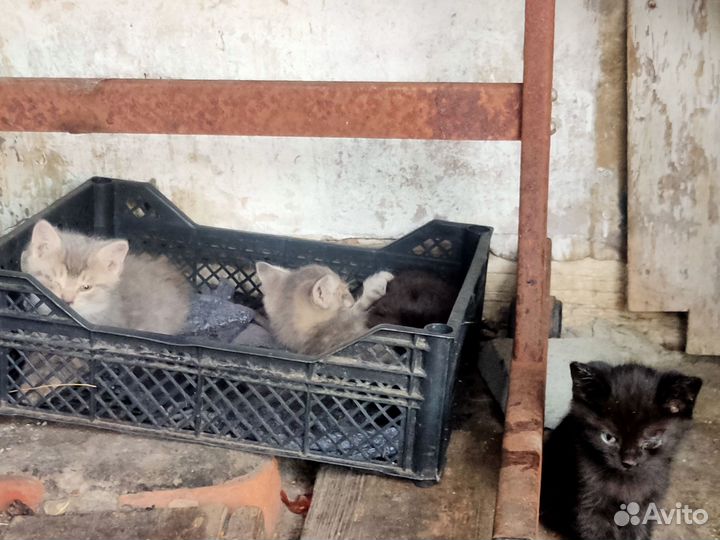 Котята в добрые руки