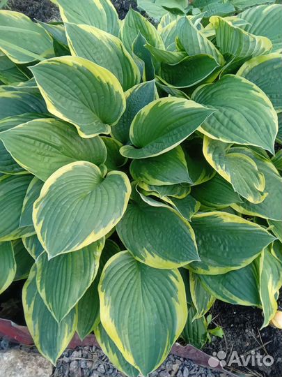 Хоста растение