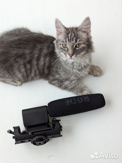 Направленный микрофон Rode Videomic