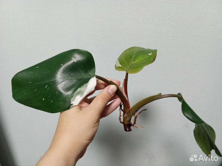 Филодендрон белый рыцарь