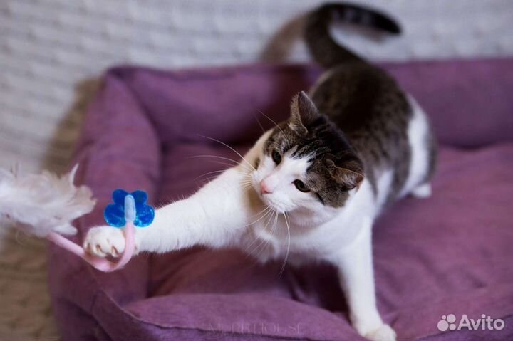 Весёлый котик Лёлик ждёт семью