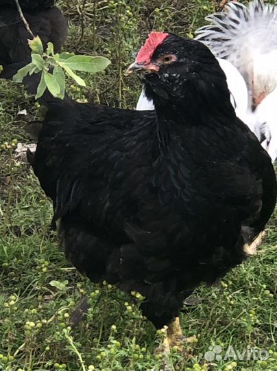 Брама Изабель