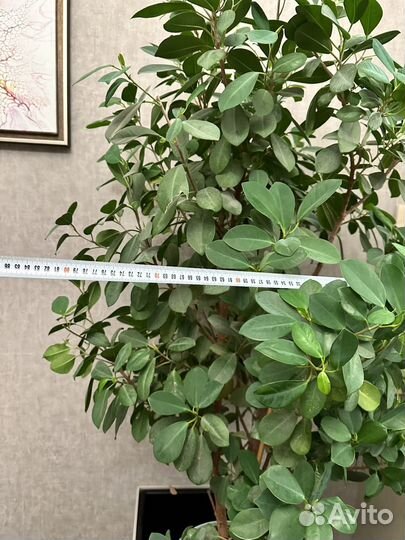 Фикус малейн большой