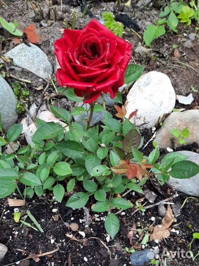 Роза садовая