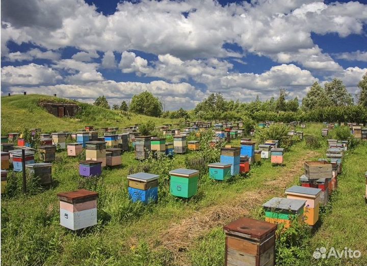 2024 Мед натуральный из Алтая оптом