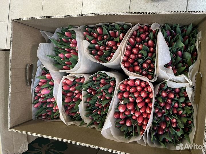 Тюльпаны к 8 марта розница