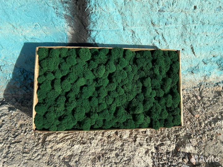 Стабилизированный мох