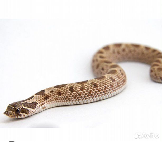 Террариумные змеи