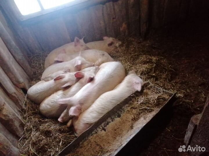 Поросята