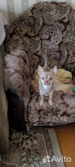 Ищет невесту