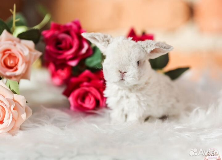 Декоративные крольчата из питомника