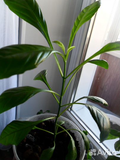 Кроссандра взросл и черенки неск шт Колеус шоколад