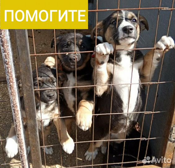 Бездомные животные