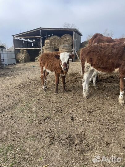 Продаются телята телки