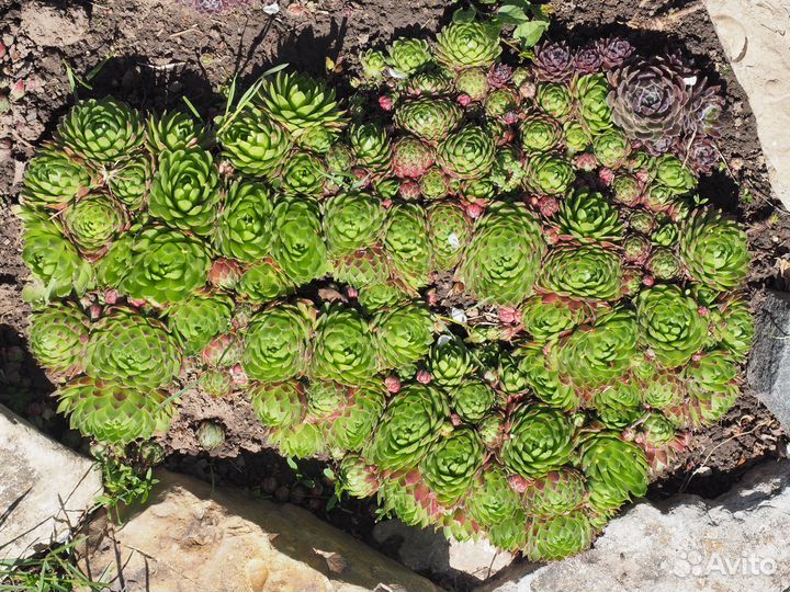 Каменная роза (молодило)