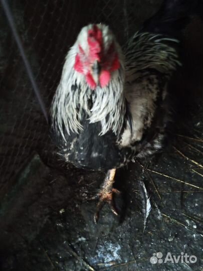 Петух брама