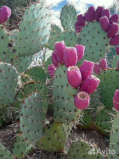 Замороженное пюре Розовый Кактус (Опунция) 1кг