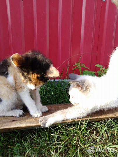 Отдам бесплатно котят(девочки), 3 мес