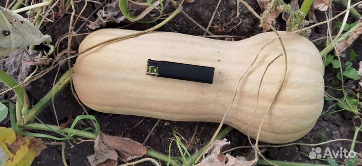 Тыква матильда