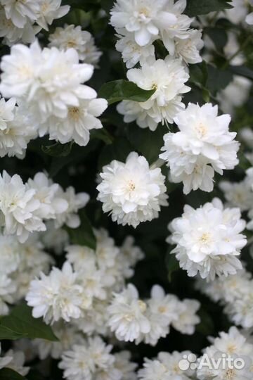 Жасмин чебушник махровый