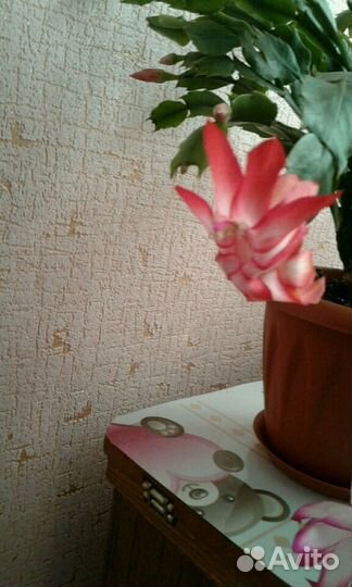 Декабрист цветёт