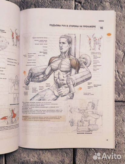 Анатомия силовых упражнений