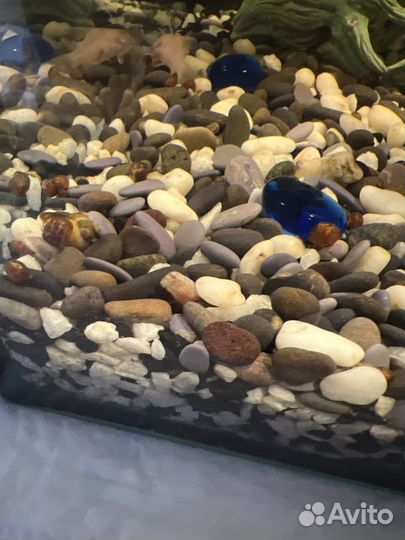 Улитки ампулярии