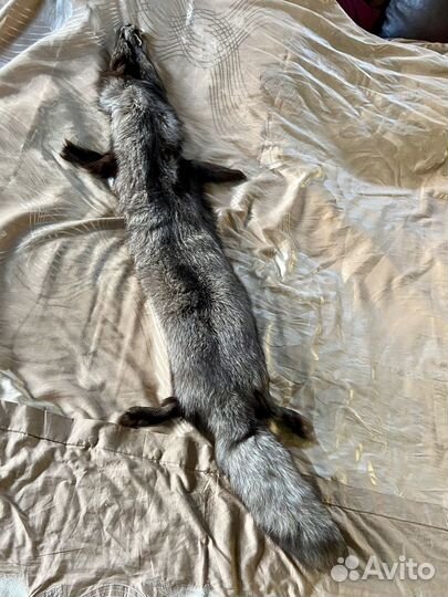 Шкурка животного лиса-песец