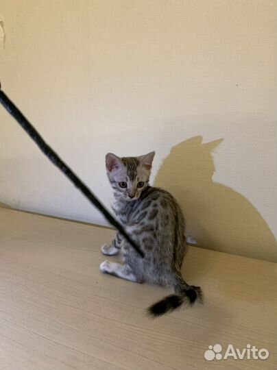 Бенгальские котята